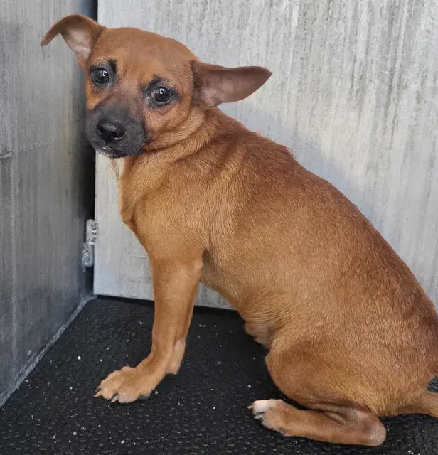 Harvey - Chihuahua