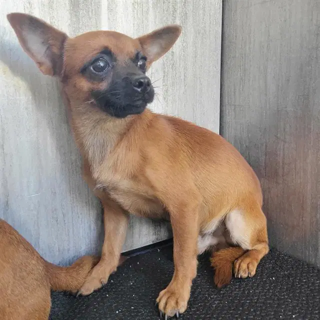 Murphy - Chihuahua