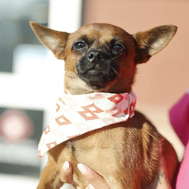 Murphy - Chihuahua