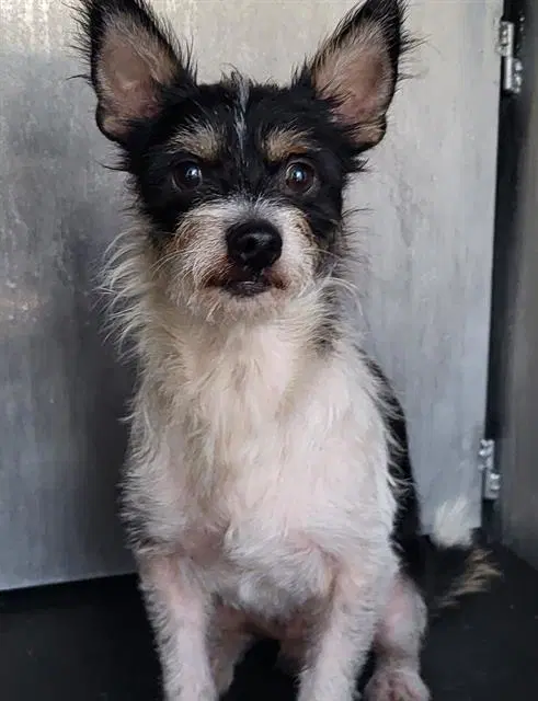 Duke - Jack Russell Terrier (Parson Russell Terrier)