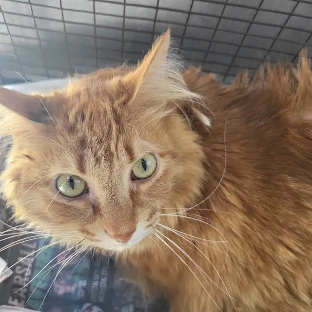 Tabitha - Domestic Long Hair
