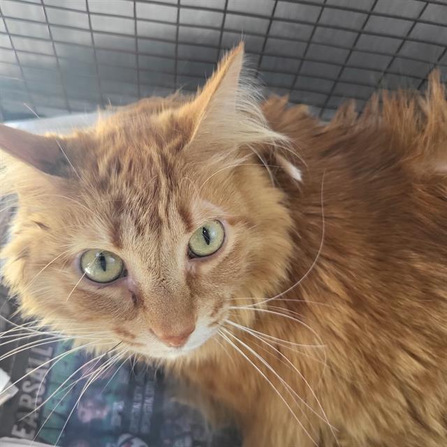 Tabitha