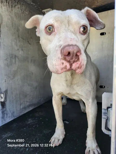 Max - American Staffordshire Terrier