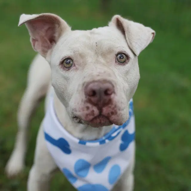 Max - American Staffordshire Terrier