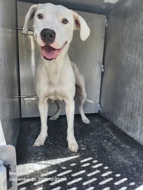 Athena - American Staffordshire Terrier