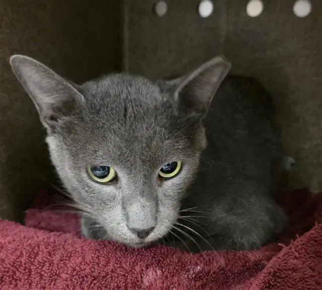 Pluto - Domestic Short Hair
