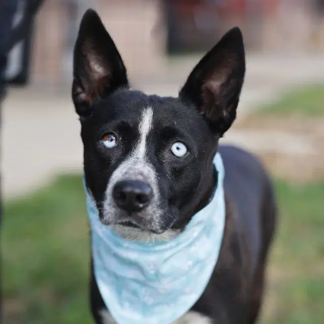 Kiki - Australian Cattle Dog/Blue Heeler
