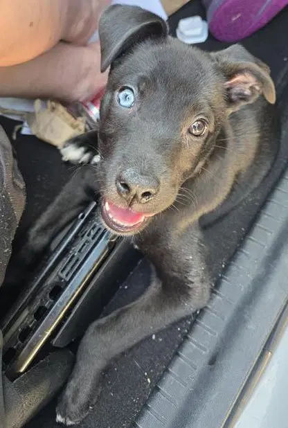 Daphne - Labrador Retriever