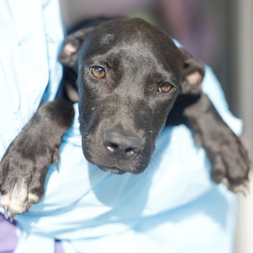 SAMMY, a dog for adoption from San Antonio Animal Care Services