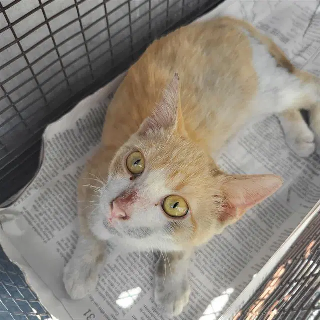 Merrick - Domestic Short Hair