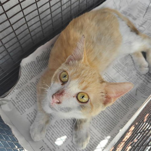 MERRICK, a cat for adoption from San Antonio Animal Care Services