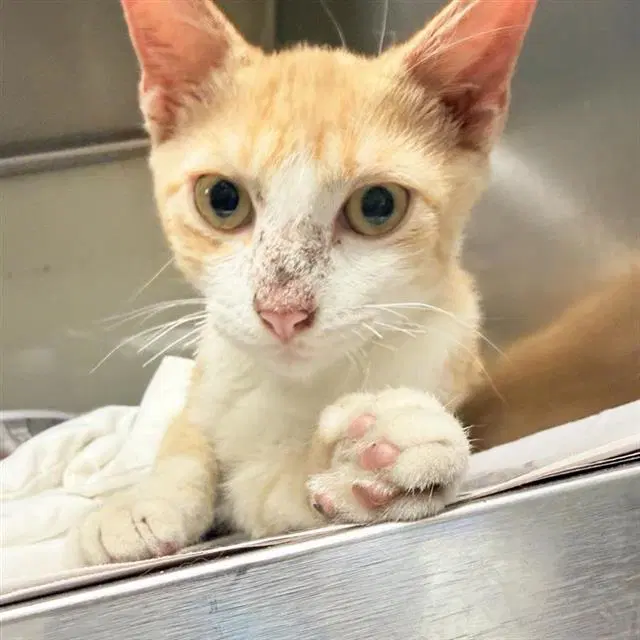 Merrick - Domestic Short Hair
