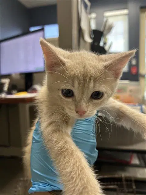 Laprincessa - Domestic Short Hair