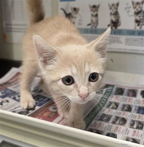 LA PRINCESSA, a cat for adoption from San Antonio Animal Care Services