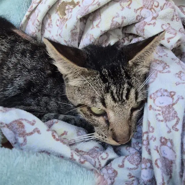 Tj - Domestic Short Hair