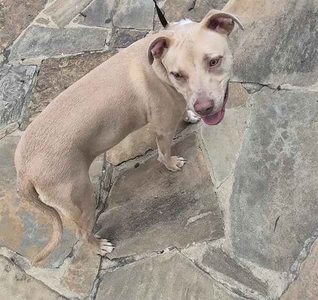 Rex - American Staffordshire Terrier