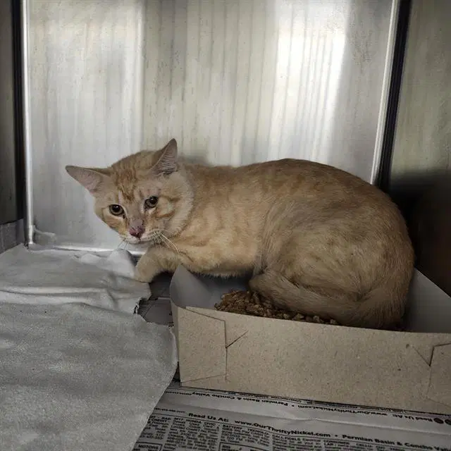 Unknown - Domestic Short Hair