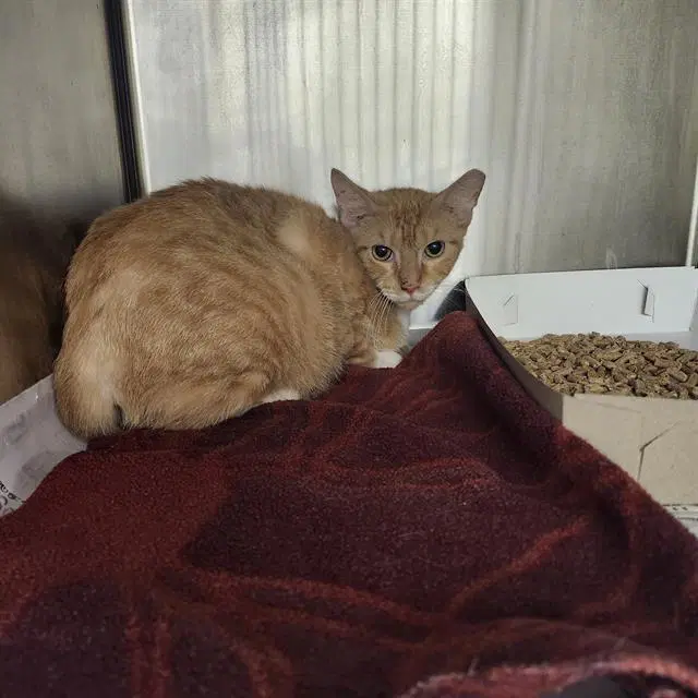 Unknown - Domestic Short Hair