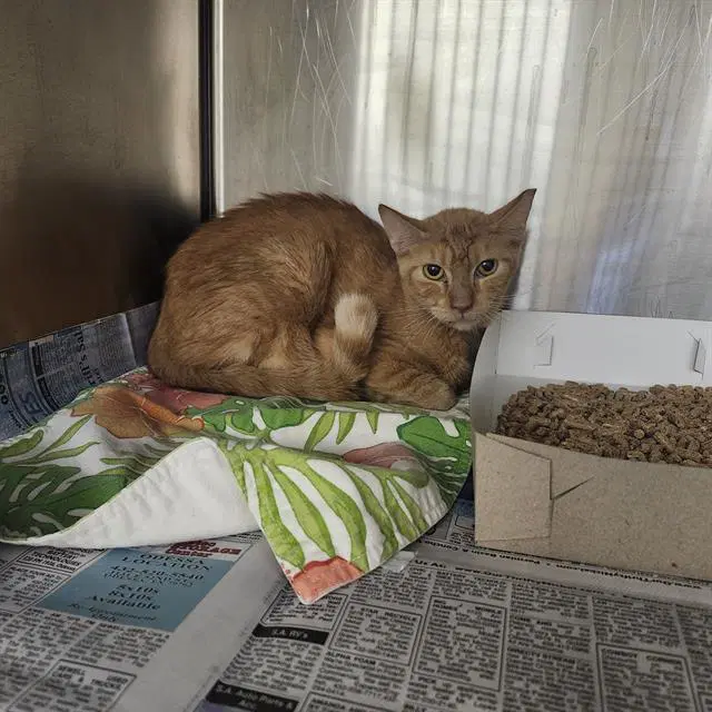 Unknown - Domestic Short Hair