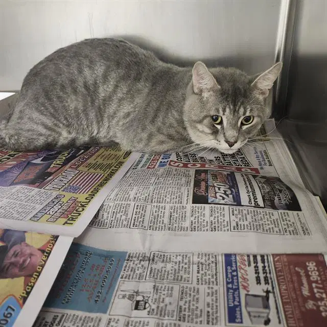 Unknown - Domestic Short Hair