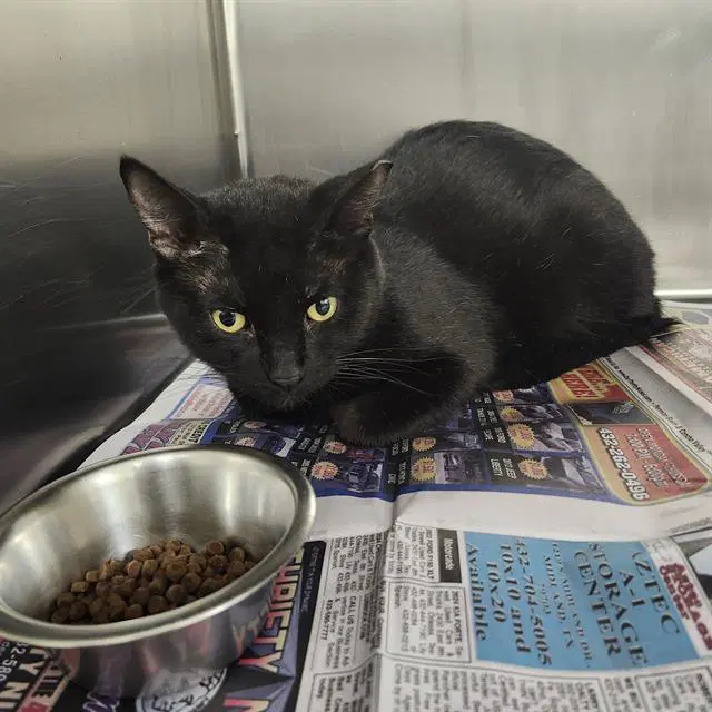 Unknown - Domestic Short Hair