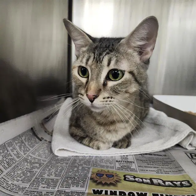 Unknown - Domestic Short Hair