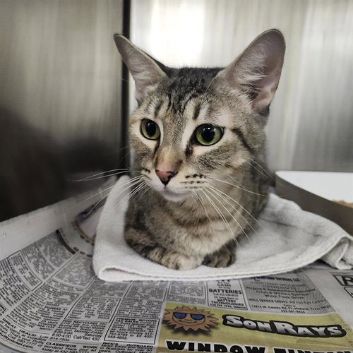 7, a cat for adoption from San Antonio Animal Care Services