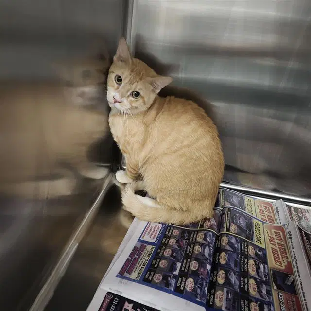 Unknown - Domestic Short Hair