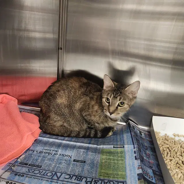 Unknown - Domestic Short Hair