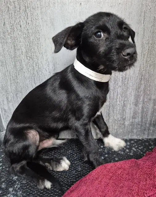 Unknown - Terrier