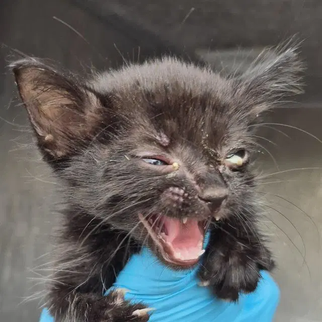 Ocean - Domestic Short Hair