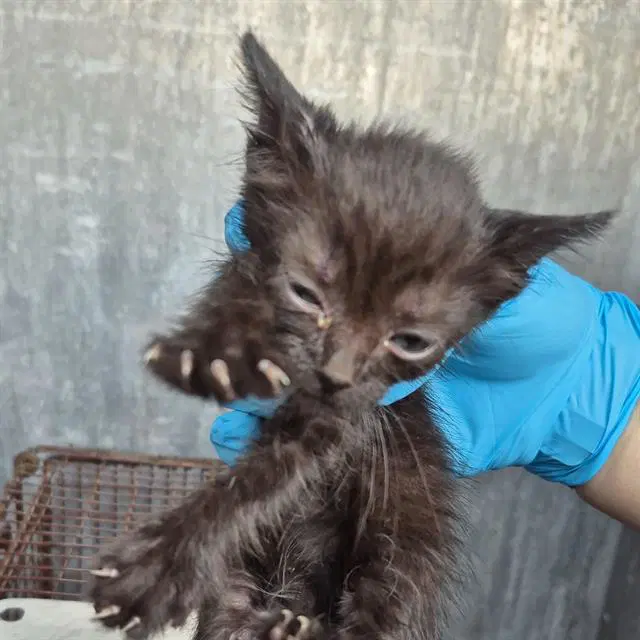 Tuna - Domestic Short Hair