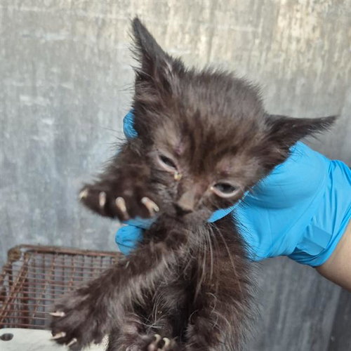 TUNA, a cat for adoption from San Antonio Animal Care Services