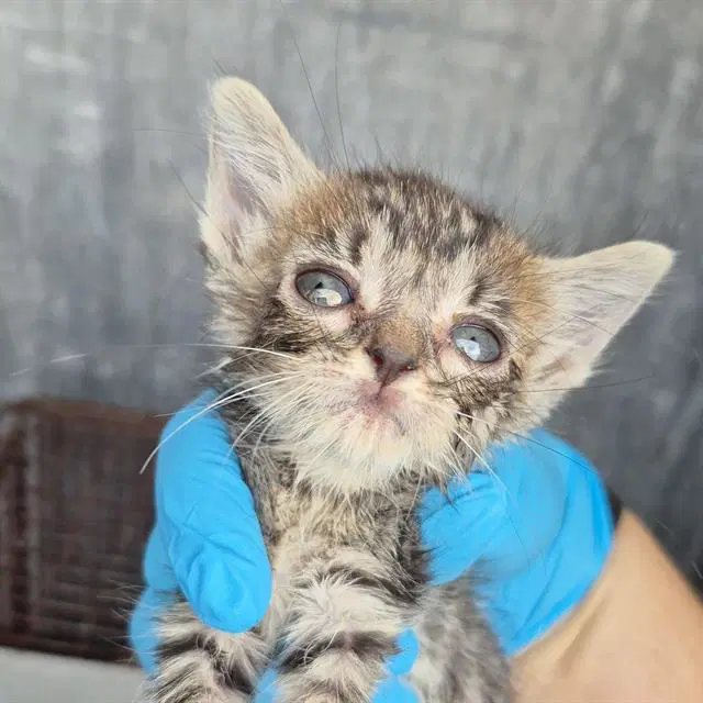 Marina - Domestic Short Hair