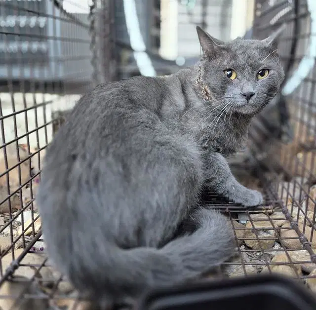 Crybaby - Domestic Short Hair
