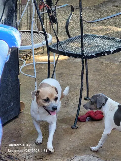 Pito - Terrier