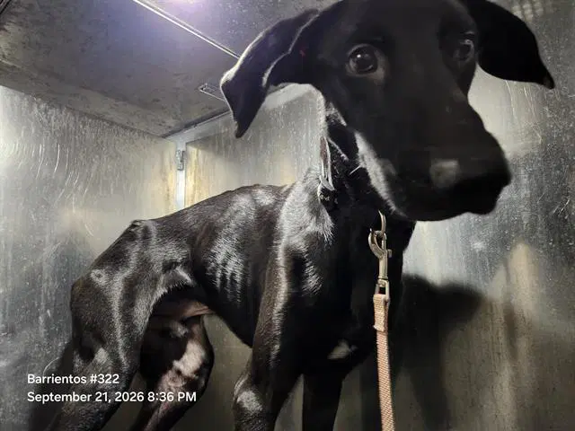 Shadow - Doberman Pinscher