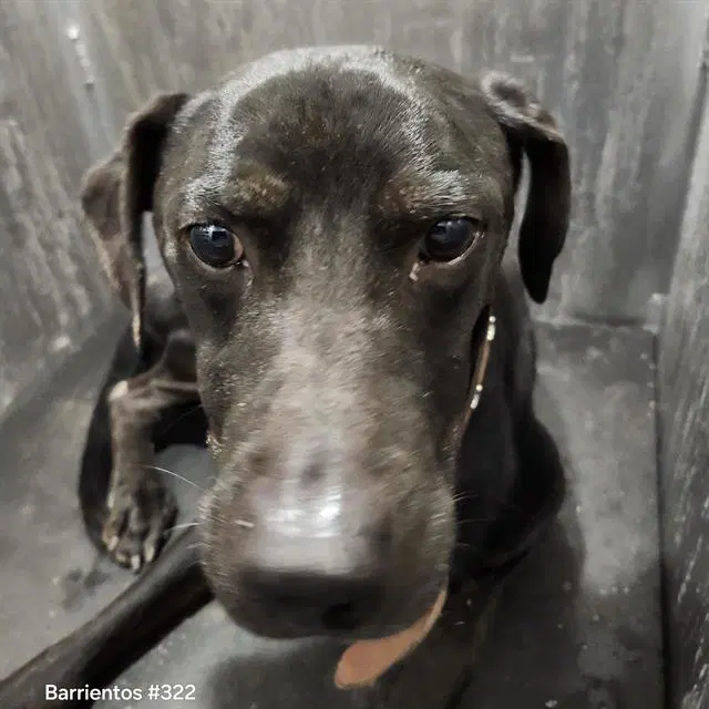 Midnight - Labrador Retriever