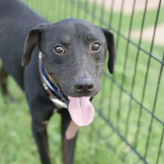 Midnight - Labrador Retriever