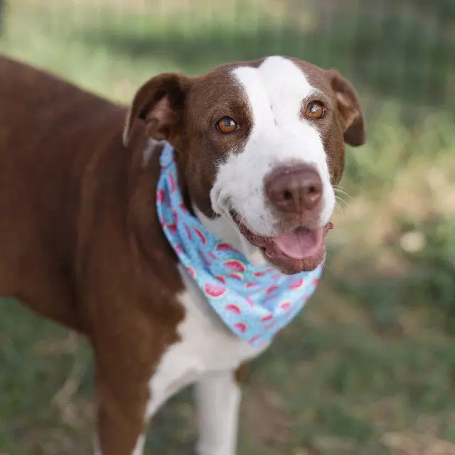 Maple - Border Collie