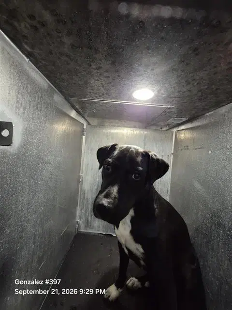 Willow - Labrador Retriever