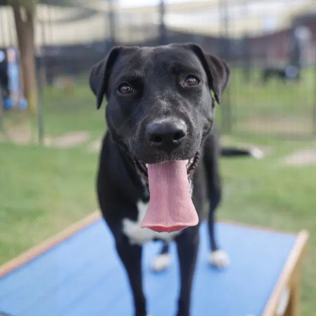 Willow - Labrador Retriever