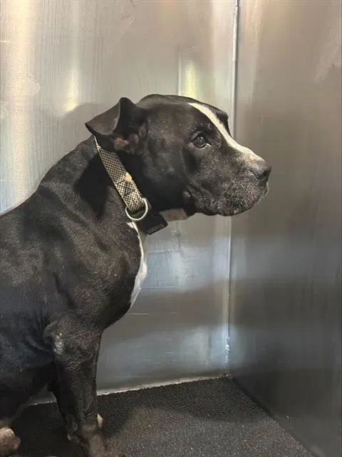 King Garcia - Pit Bull Terrier