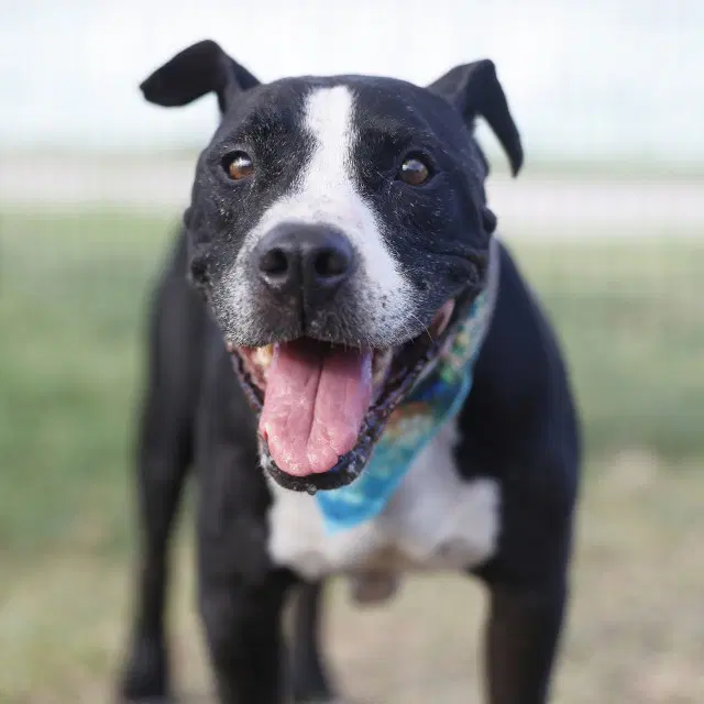 King Garcia - Pit Bull Terrier