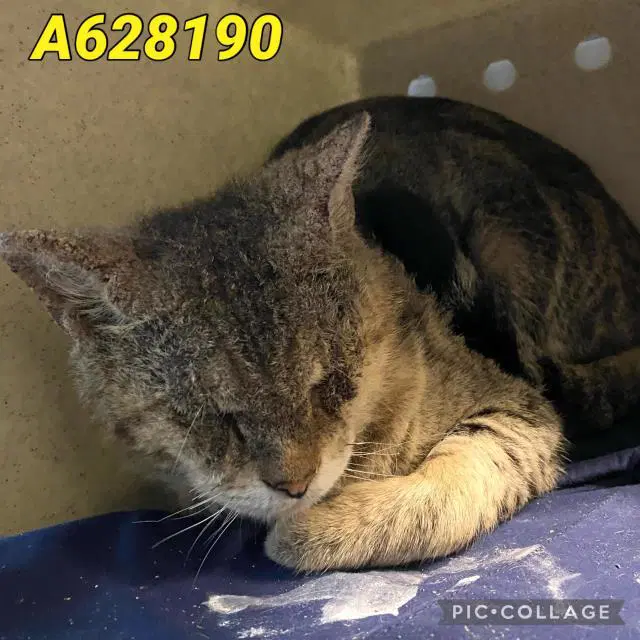 Tiger - Domestic Short Hair