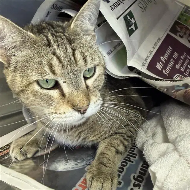 Tiger - Domestic Short Hair