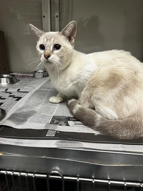 Bon Bon - Domestic Short Hair