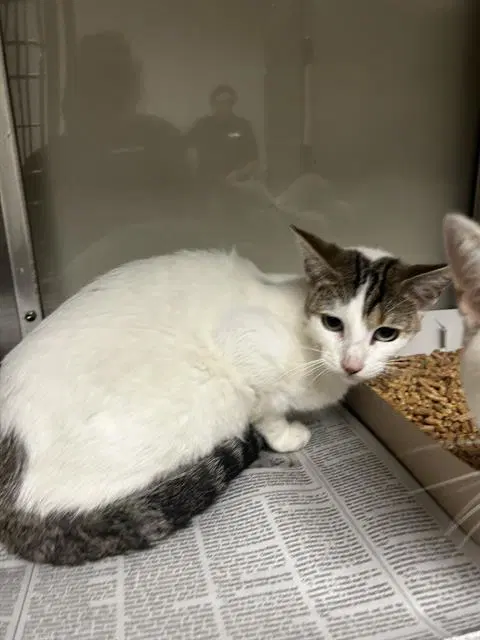 Hershey - Domestic Short Hair
