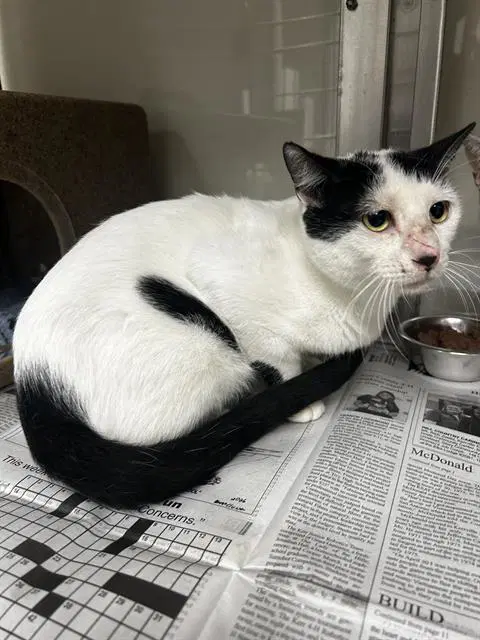 Jelly Beans - Domestic Short Hair