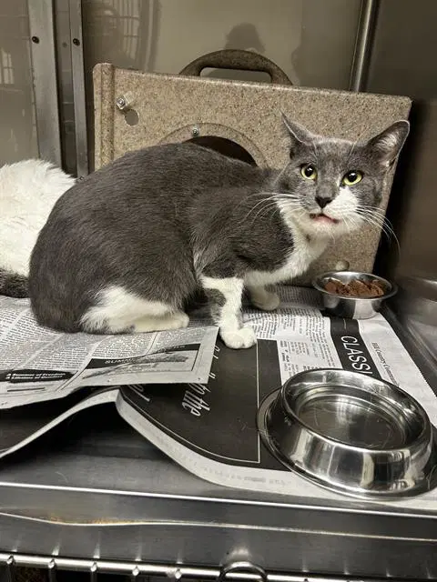 Twix - Domestic Short Hair